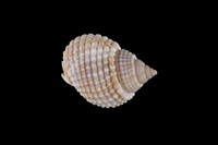 藏品(織紋螺)的圖片